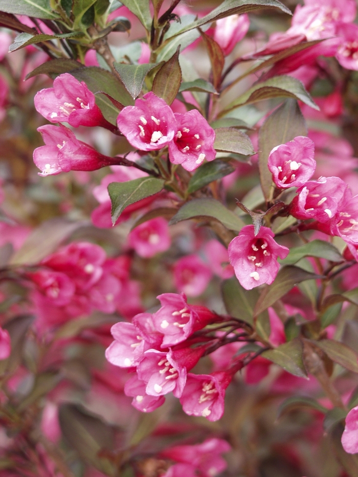 Wine & Roses&reg; - Weigela florida from Delukes Gardencenter
