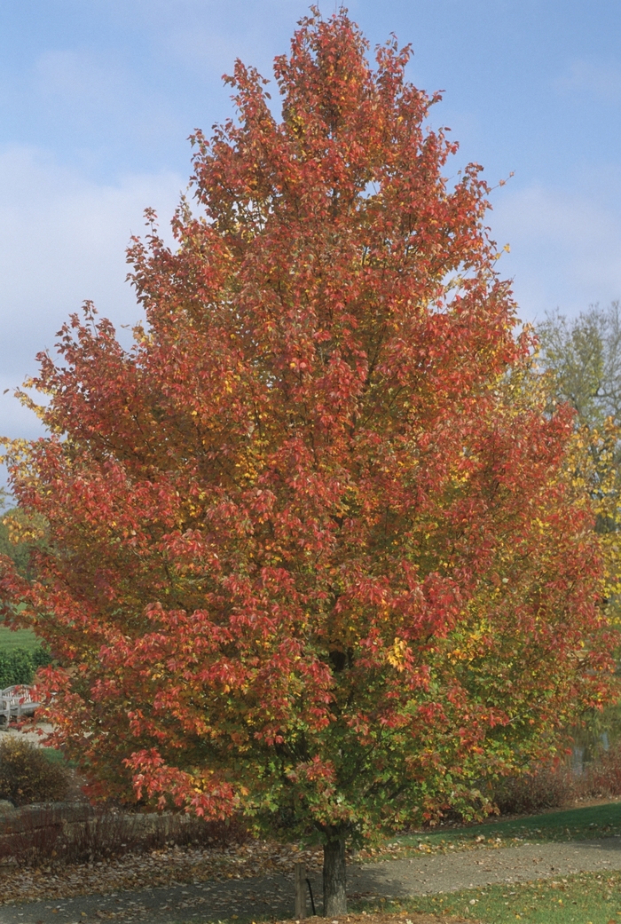 'Red Sunset&reg;' - Acer rubrum (Red Maple) from Delukes Gardencenter