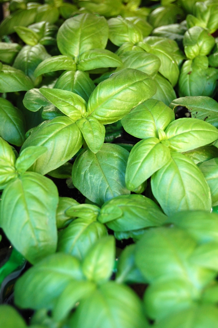 Sweet Basil - Ocimum basilicum from Delukes Gardencenter