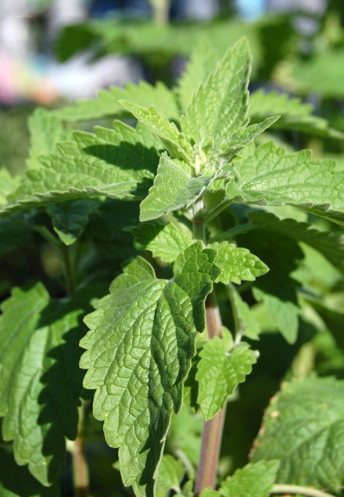 Catnip - Nepeta cataria from Delukes Gardencenter