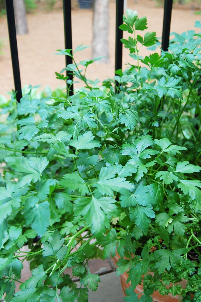 Cilantro - Coriandrum sativum from Delukes Gardencenter