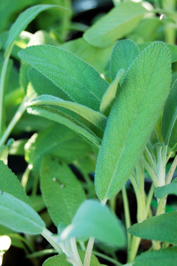 Sage - Salvia officinalis from Delukes Gardencenter