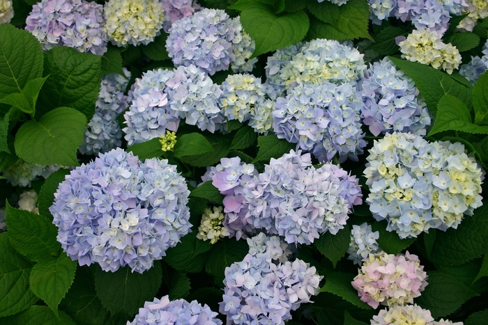 'The Original' Bigleaf Hydrangea - Hydrangea macrophylla from Delukes Gardencenter