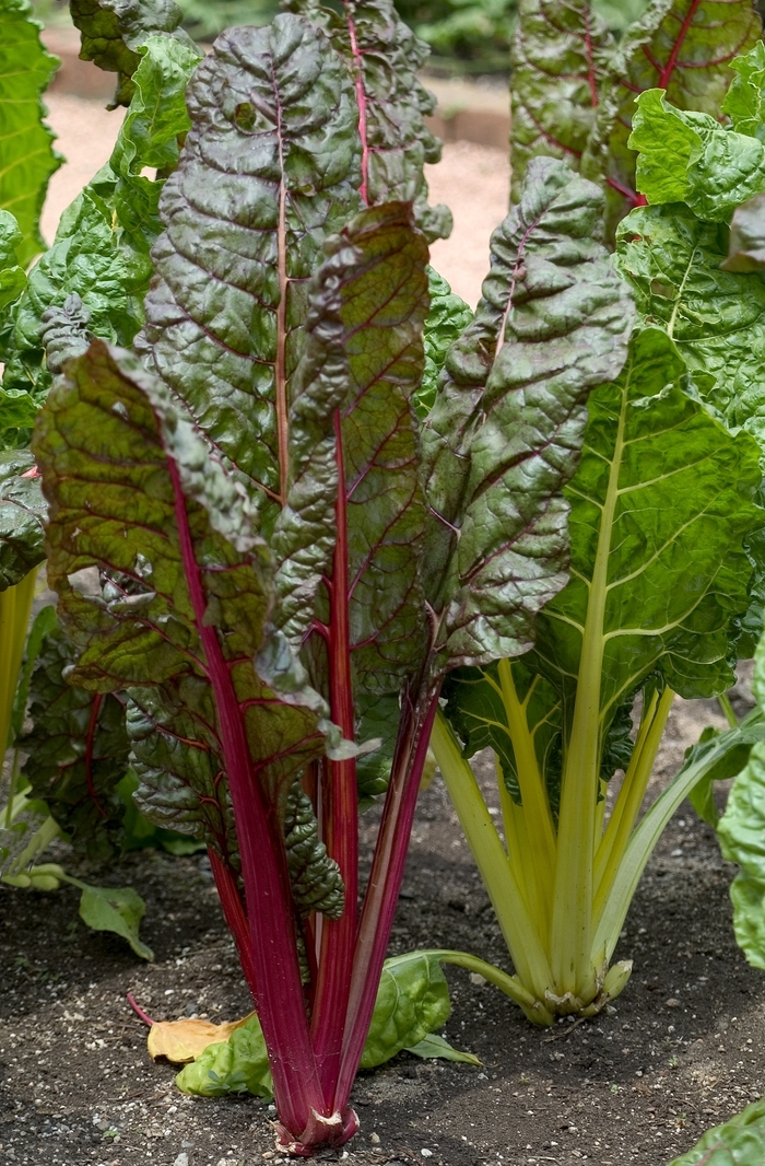 Swiss Chard - Bright Lights from Delukes Gardencenter