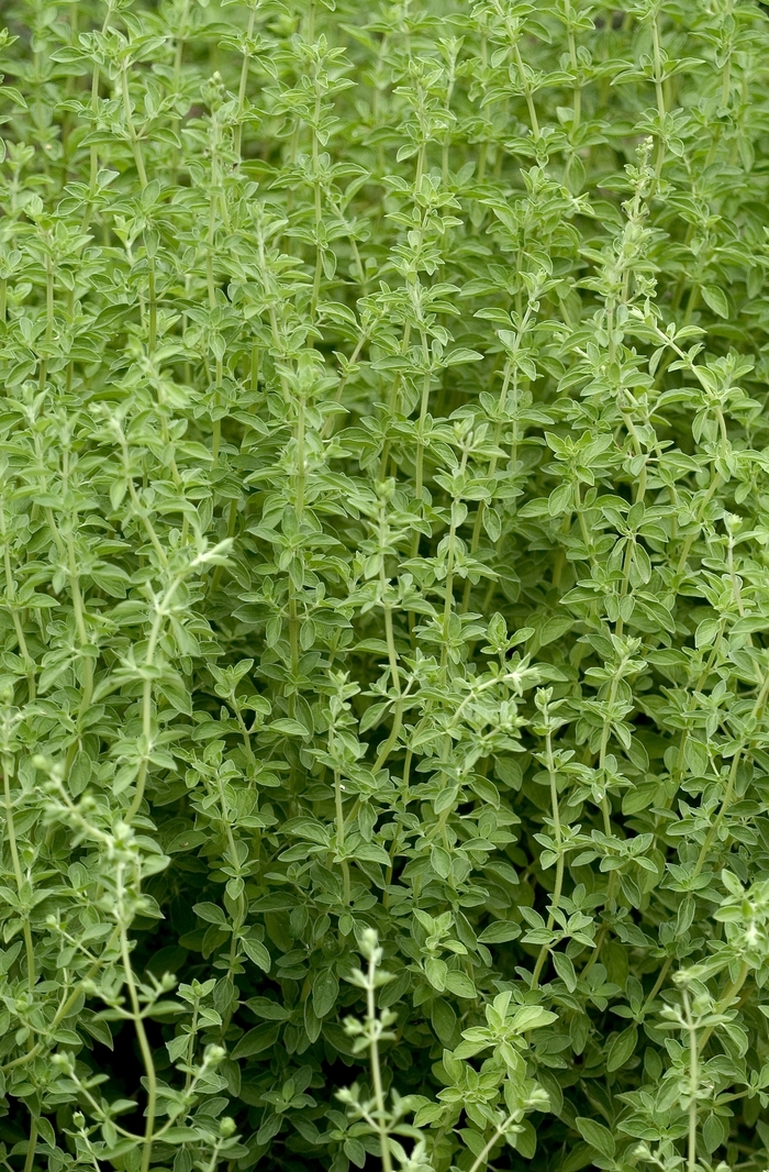 Sweet Marjoram - Origanum majorana from Delukes Gardencenter