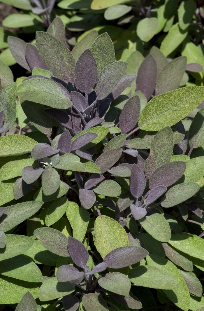 Purpleleaf Sage - Salvia officinalis from Delukes Gardencenter