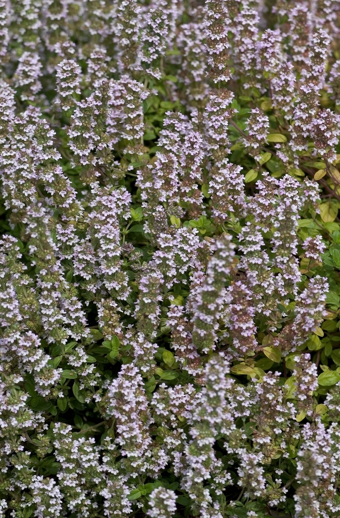 English Thyme - Thymus vulgaris from Delukes Gardencenter