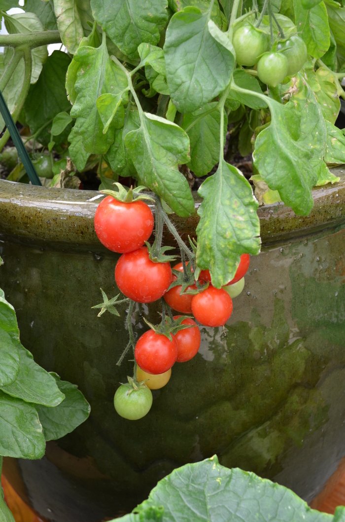 Cherry Tomato - Lycopersicon esculentum from Delukes Gardencenter