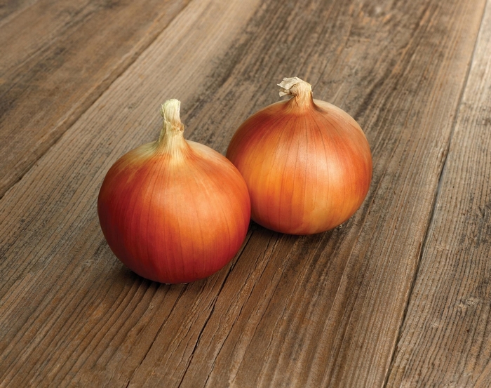 Spanish Onion - Onion from Delukes Gardencenter