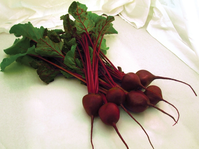 Beets - Beta from Delukes Gardencenter