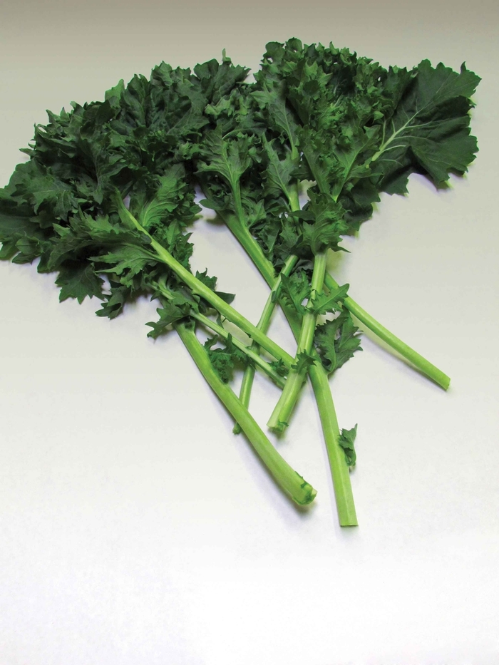Kale - Dwarf Siberian from Delukes Gardencenter
