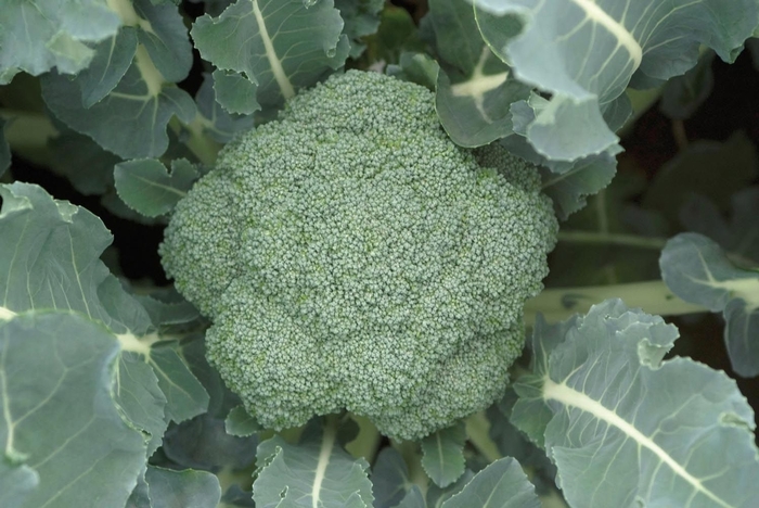 Broccoli - Waltham from Delukes Gardencenter
