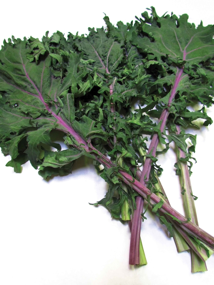 Kale - Red Russian from Delukes Gardencenter