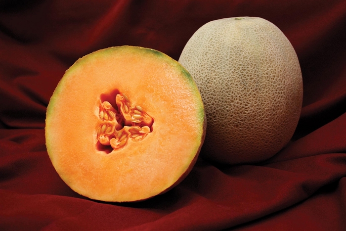 CANTALOUPE - EXTRA LARGE from Delukes Gardencenter