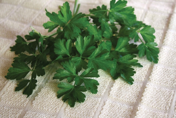 'Dark Green Italian' Parsley - Petroselinum crispum var. neapolitanum from Delukes Gardencenter