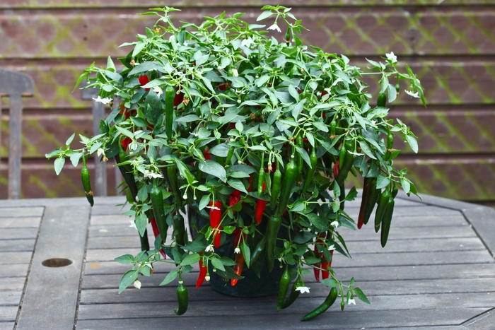 Birdseye Chili Pepper - Capsicum annuum from Delukes Gardencenter