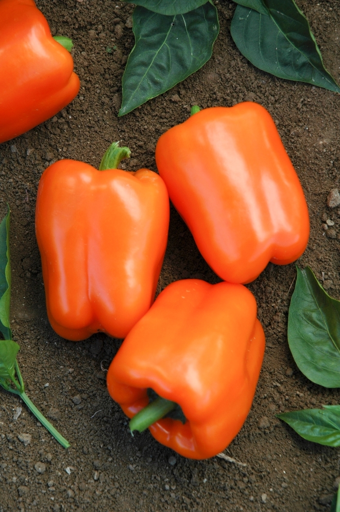 'Orange Blaze' Sweet Pepper - Capsicum annuum from Delukes Gardencenter
