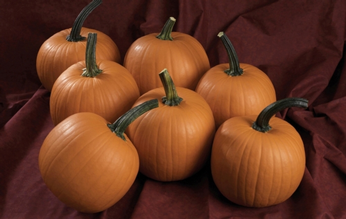 Pumpkin - Howden from Delukes Gardencenter