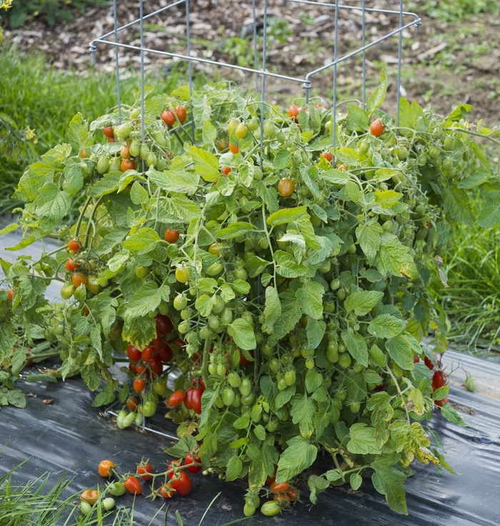 Tomato - Juliet Grape from Delukes Gardencenter