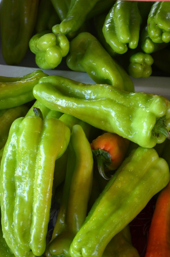 Pepper - Cubanelle from Delukes Gardencenter