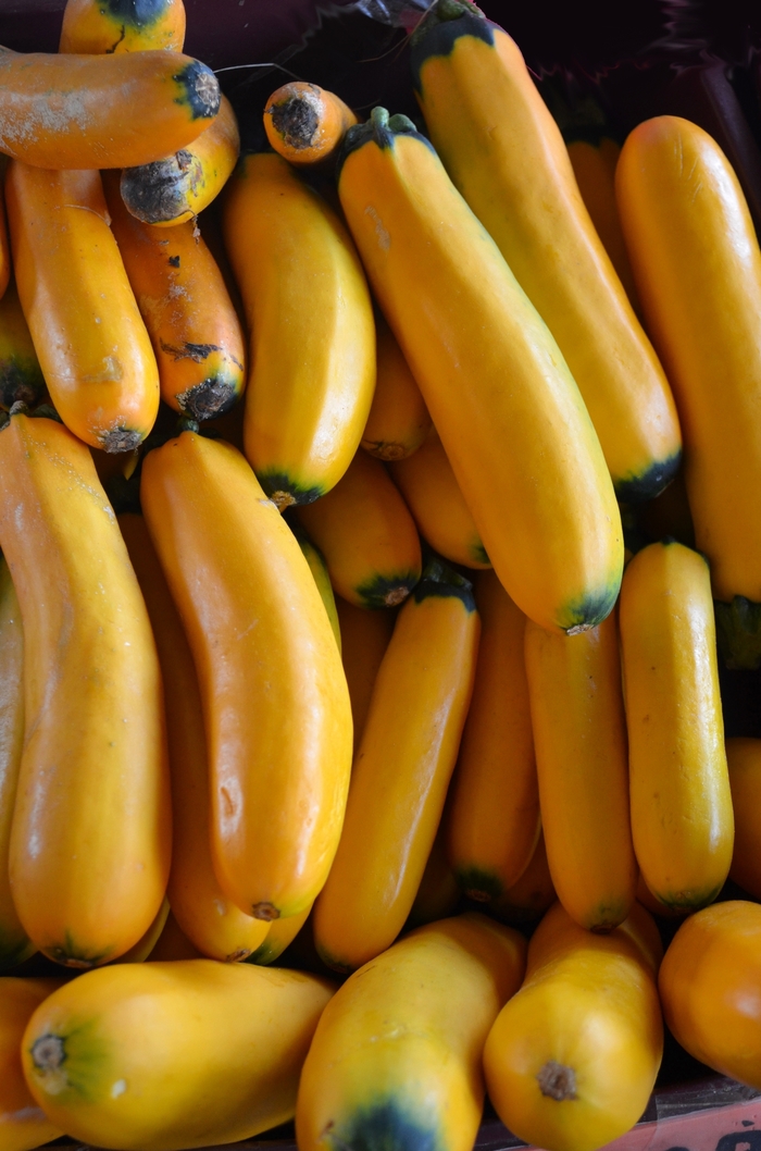 'Gold Bar' Summer Squash - Cucurbita from Delukes Gardencenter