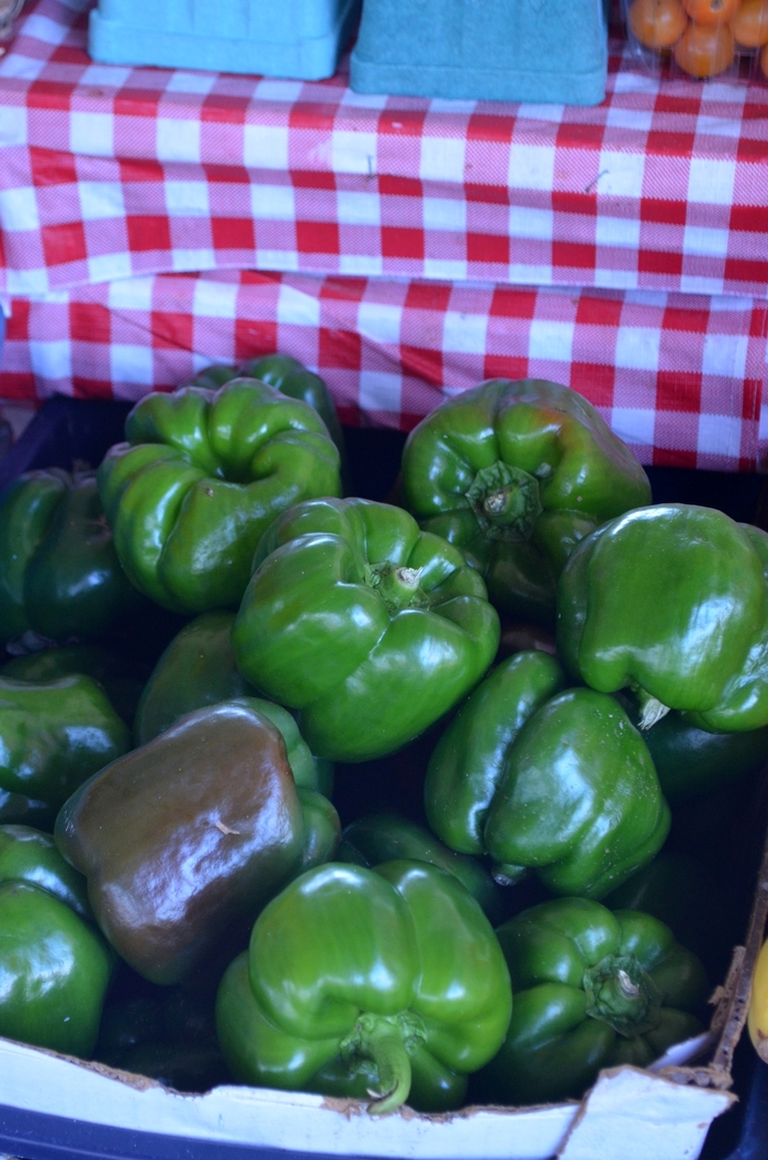 Green Bell Pepper - Capsicum annuum from Delukes Gardencenter