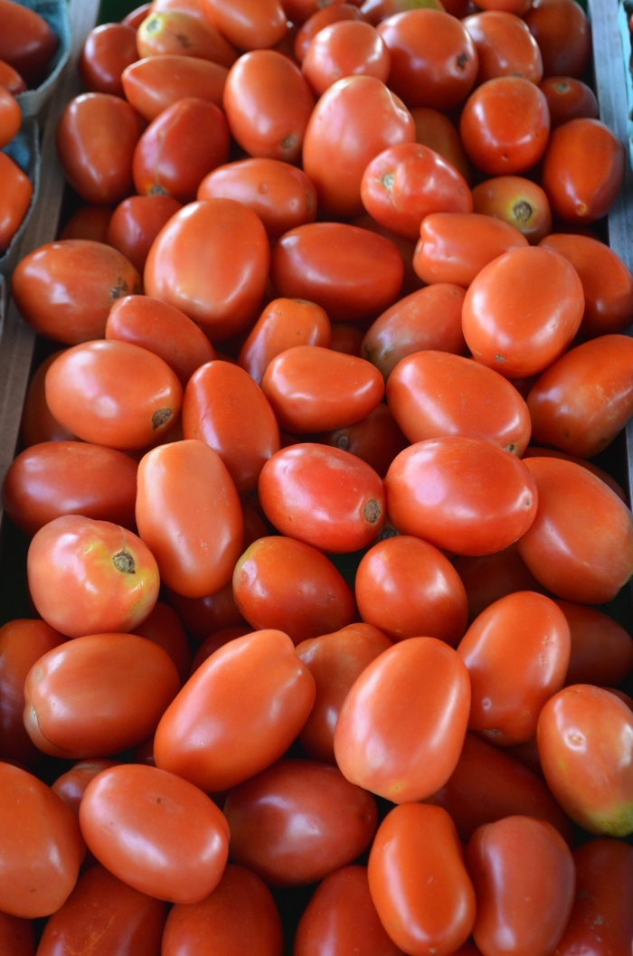 'Roma' Plum Tomato - from Delukes Gardencenter