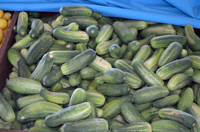 Cucumber - Pickling from Delukes Gardencenter