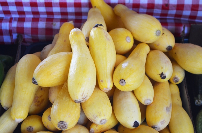 Squash - Early Summer from Delukes Gardencenter