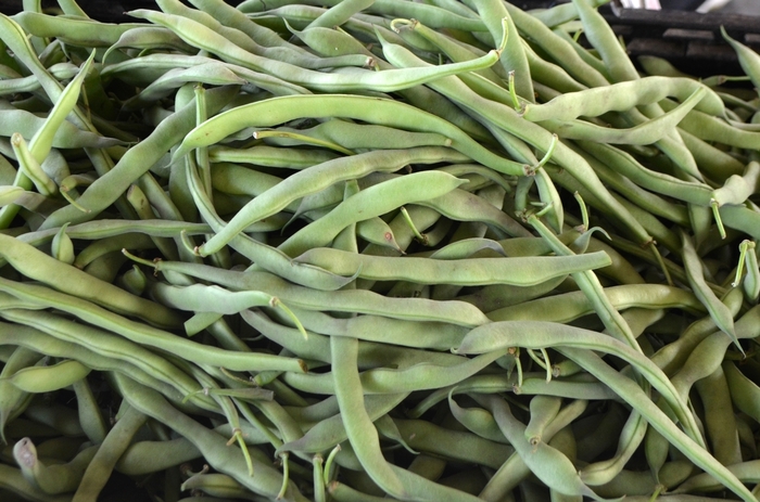 Beans - Green Beans from Delukes Gardencenter
