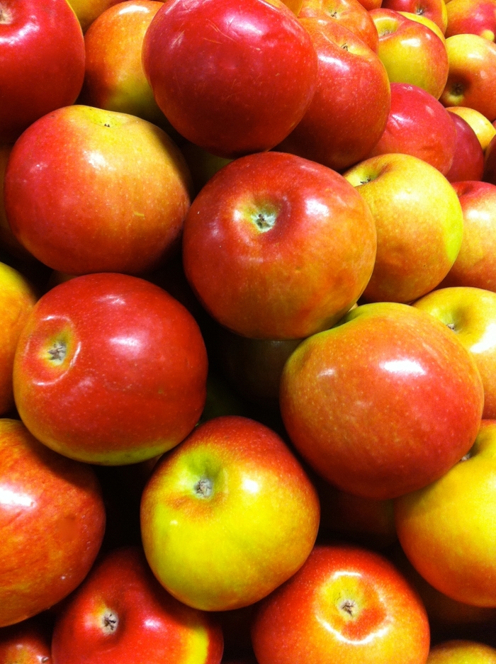 'McIntosh' Apple - Malus domestica from Delukes Gardencenter