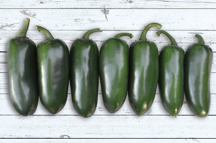 Jalapeno Hot Pepper - Capsicum annuum from Delukes Gardencenter