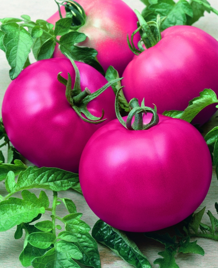 Tomato - Pink Beefsteak from Delukes Gardencenter