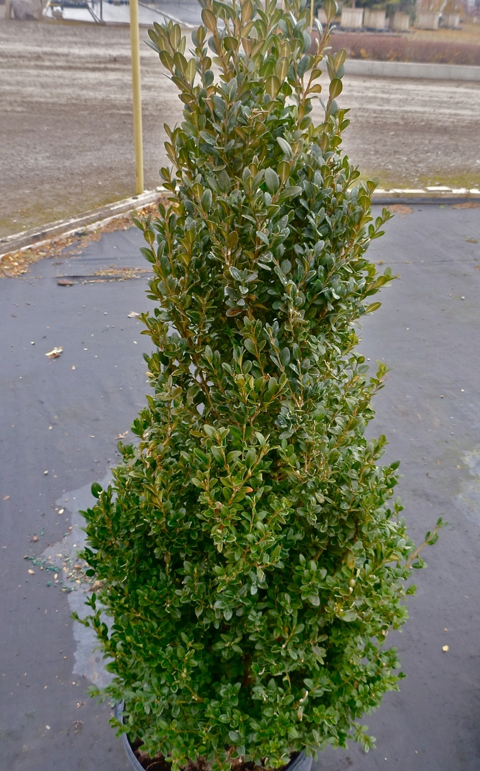 'Green Mountain' Boxwood - Buxus from Delukes Gardencenter