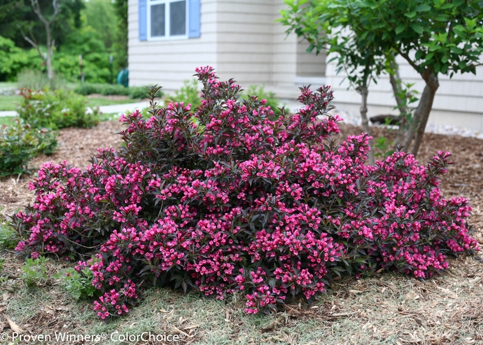 Spilled Wine&reg; - Weigela florida from Delukes Gardencenter