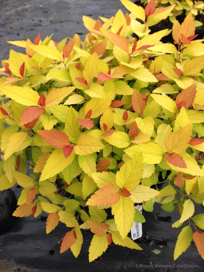 Double Play&reg; 'Candy Corn&reg;' - Spiraea japonica (Spirea) from Delukes Gardencenter