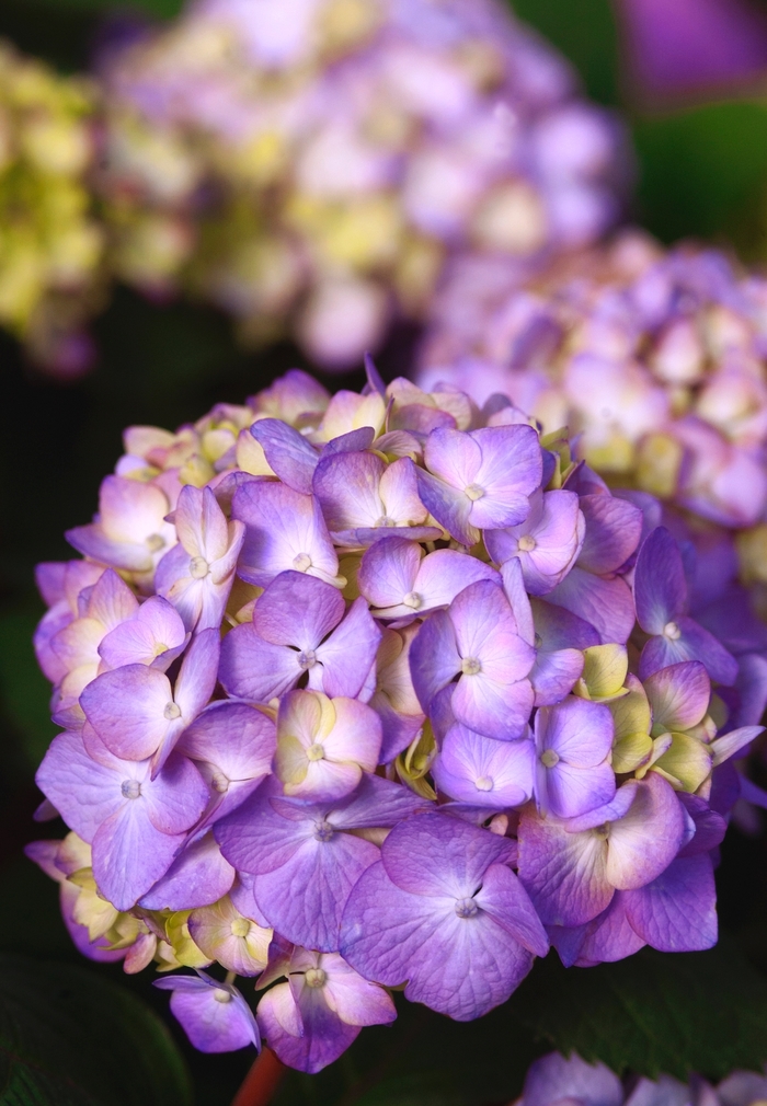 BloomStruck&reg; - Hydrangea macrophylla from Delukes Gardencenter