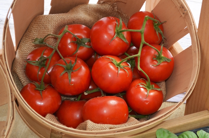 Tomato - Jet Star from Delukes Gardencenter