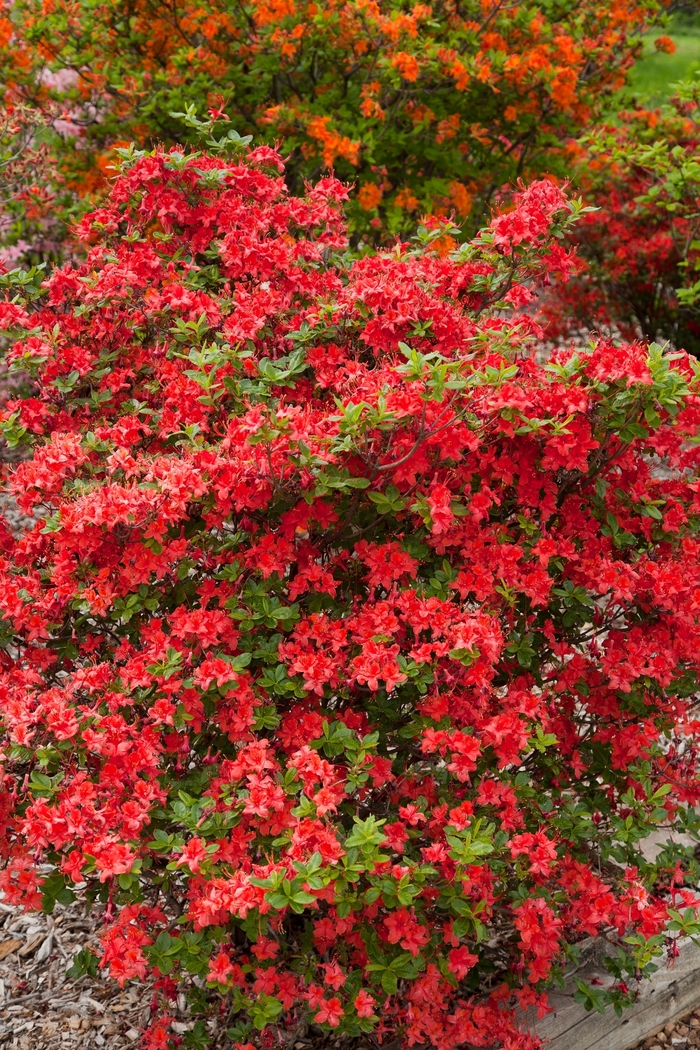 Electric Lights&trade; 'Red' - Rhododendron (Azalea) from Delukes Gardencenter