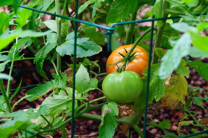 Tomato - Big Beef from Delukes Gardencenter