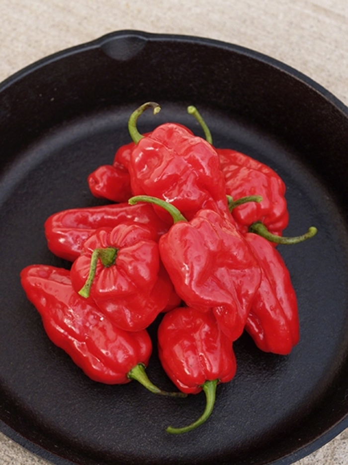 Ghost Hot Peppers - Capsicum chinense from Delukes Gardencenter