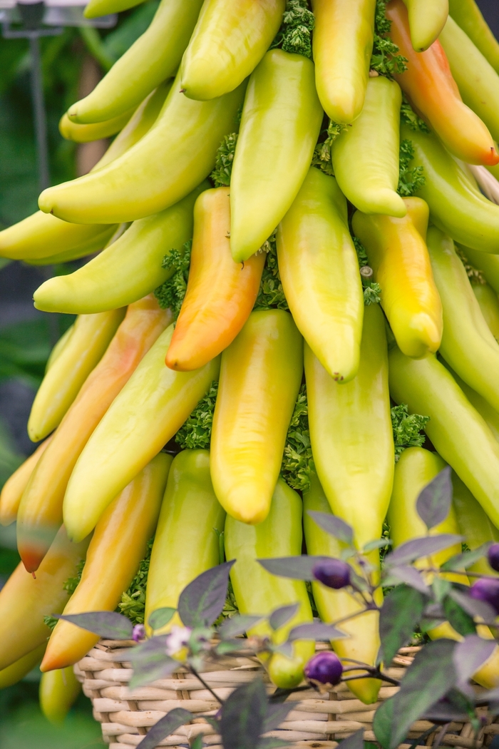 Hungarian Wax Pepper - Capsicum annuum from Delukes Gardencenter