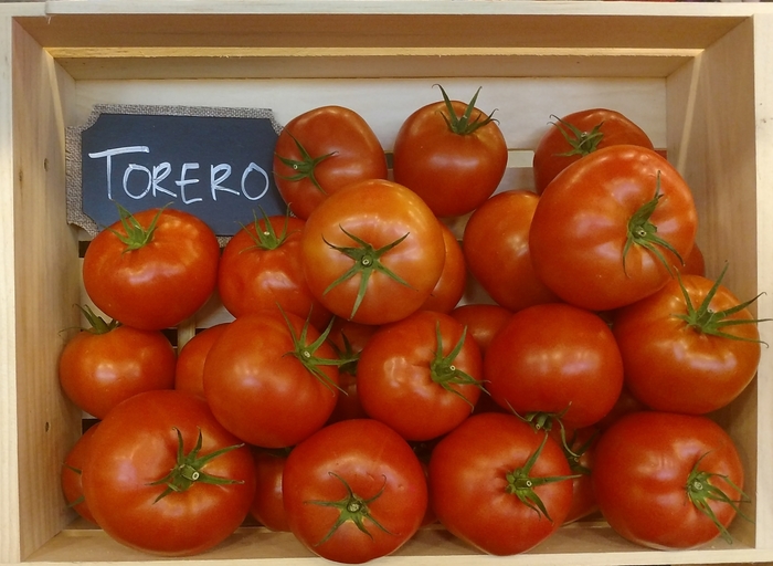 Tomato - Beefsteak from Delukes Gardencenter