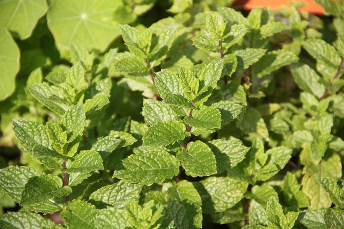 Spearmint, Mint - Mentha spicata from Delukes Gardencenter