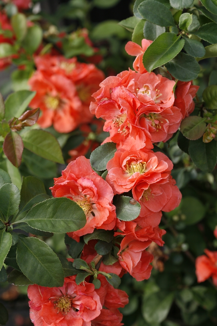Double Take&reg; 'Peach' - Chaenomeles speciosa (Quince) from Delukes Gardencenter