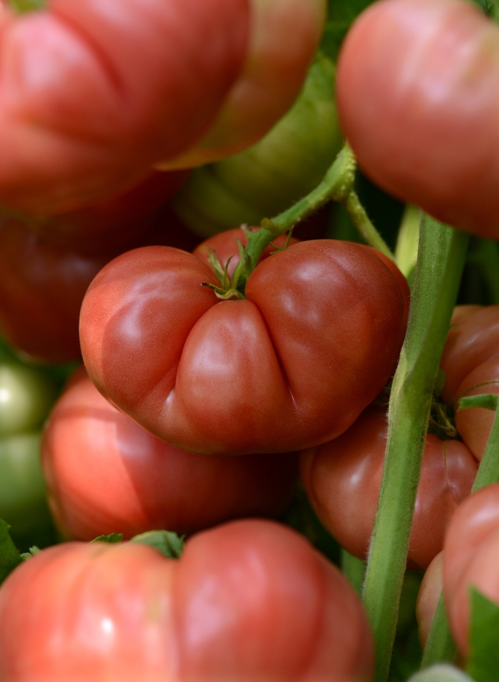 Heirloom Tomatoes - Medium Beefsteak Tomato from Delukes Gardencenter