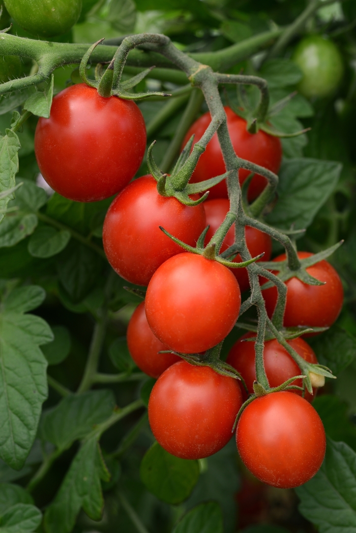 Cherry Tomato - Tidy Treats from Delukes Gardencenter