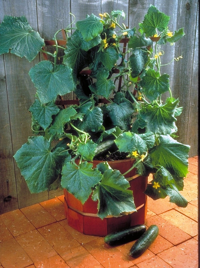 Cucumber, Bush Crop - Cucumis sativus from Delukes Gardencenter