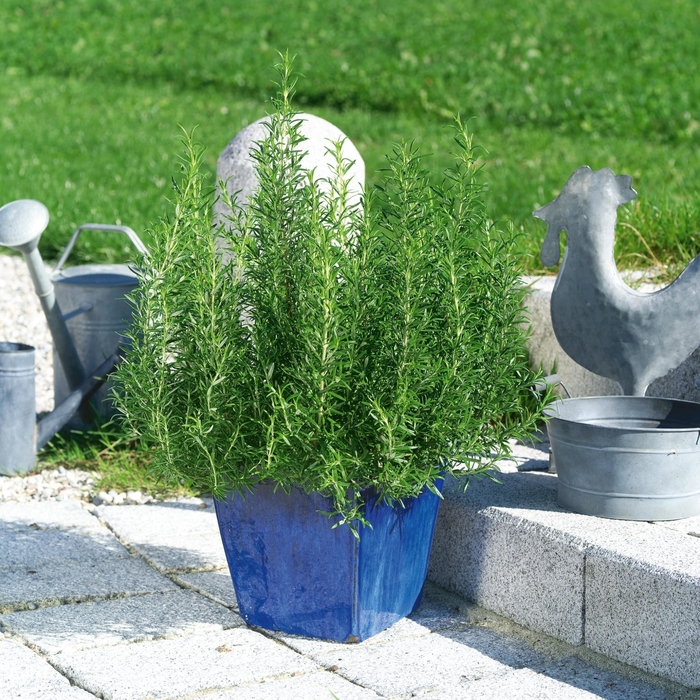 Common Rosemary - Rosmarinus officinalis from Delukes Gardencenter