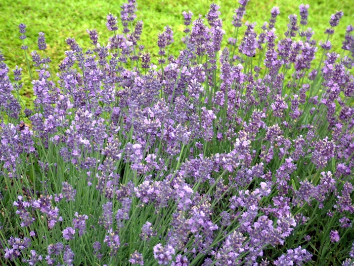 'Munstead' Lavender - Lavandula angustifolia from Delukes Gardencenter